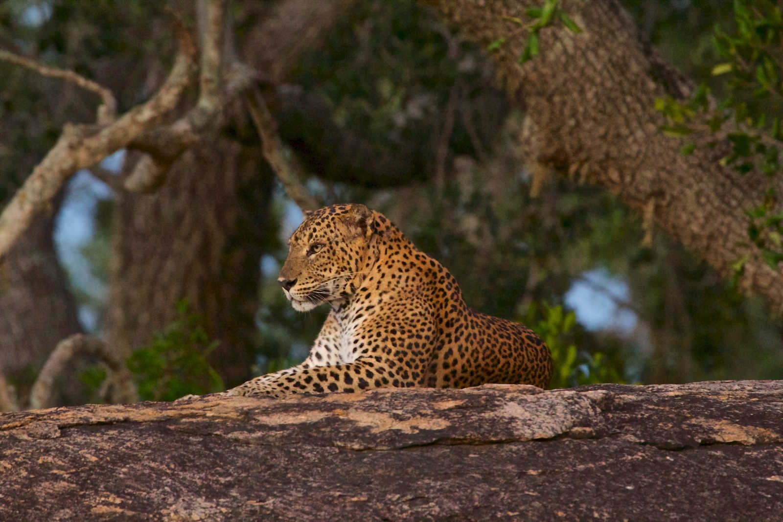 Wilpattu National Park